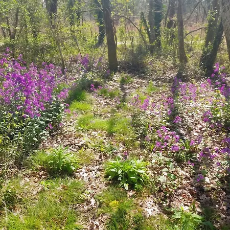 Сasa de vacaciones Maison Charmante à Bussac-forêt Avec Piscine Partagée Bussac-Foret